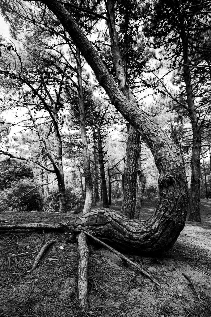 Artistic black and white photo of a uniquely curved tree in a forest in Mar de las Pampas, Argentina.